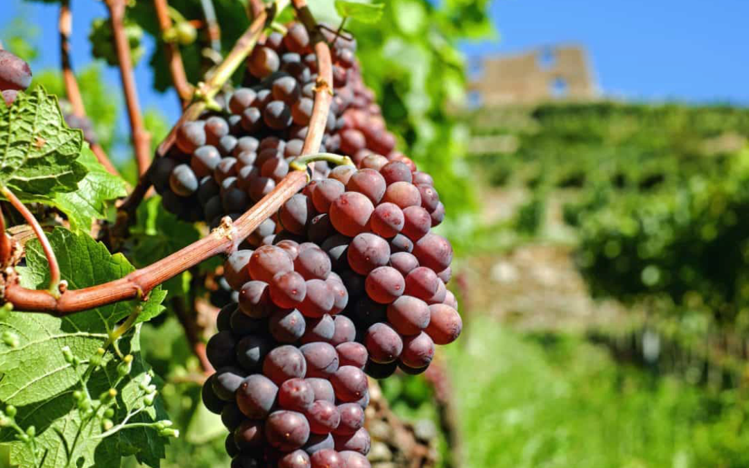 Guía rápida sobre el vino de Mallorca